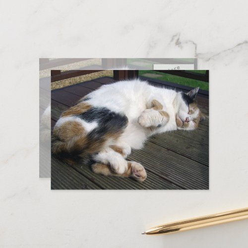 Calico cat curled up on the decking postcard