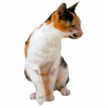 Calico Cat Cutout<br><div class="desc">This photo sculpture is of a beautiful Calico Cat. You can customize this design and order it in a variety of sizes. This Calico Cat design is also available as shaped, cut-out magnets, ornaments, pins and keychains.</div>