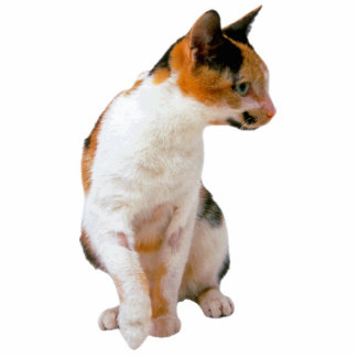 Calico Cat Cutout