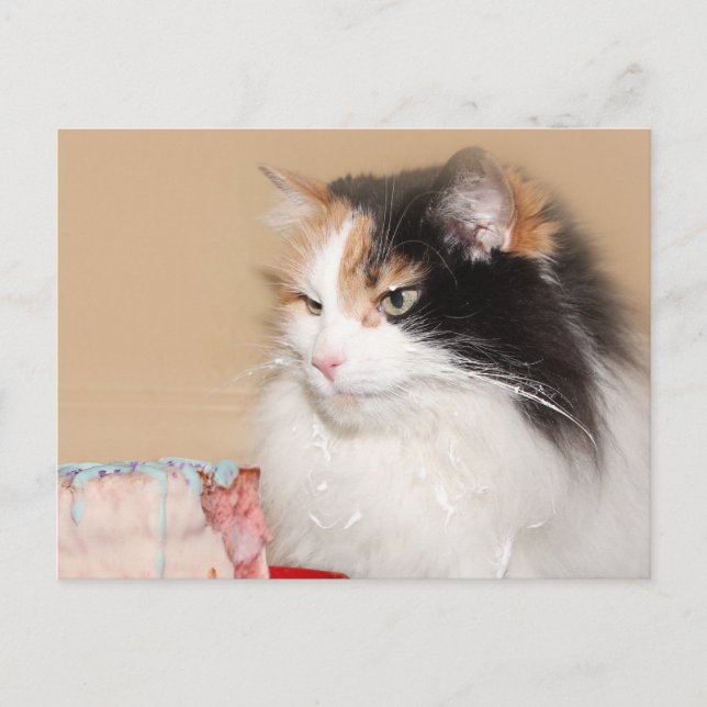 Calico cat eats birthday cake holiday postcard (Front)
