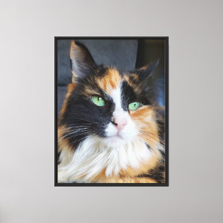 Calico Cat Green Eyes Portrait Long Hair Canvas Print