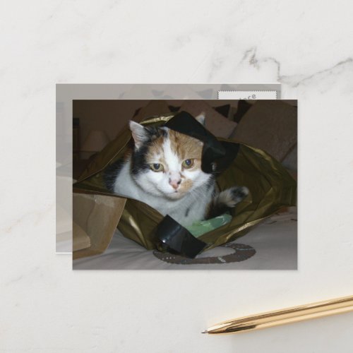 Calico cat in a shopping bag postcard