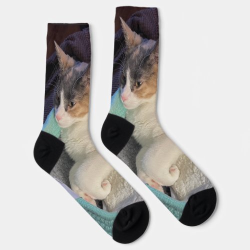 Calico Cat in Cat Bed Socks