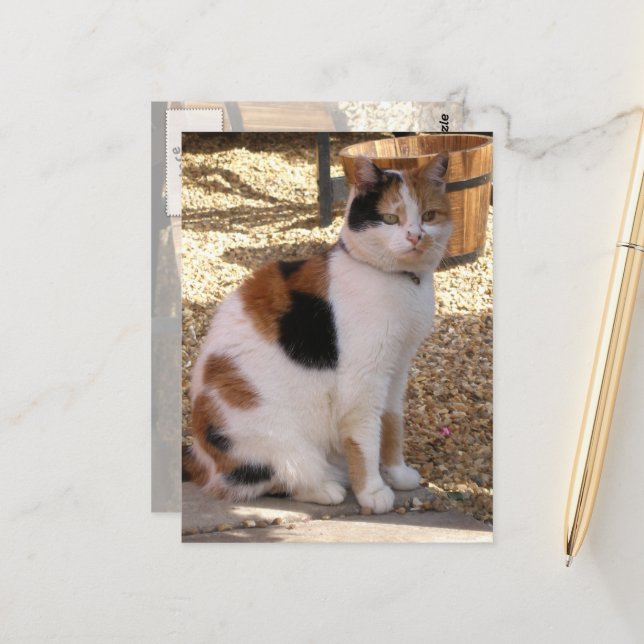 Calico cat in the garden postcard (Front/Back In Situ)