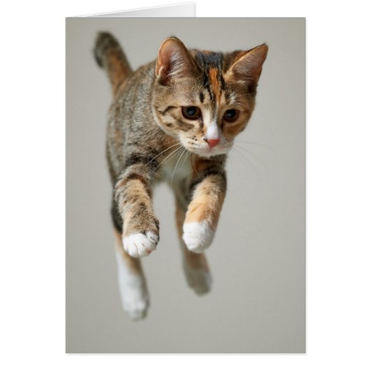 Calico Cat Jumping Cards (Front)