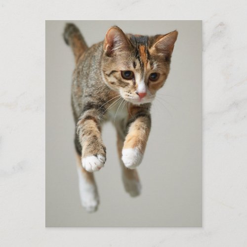 Calico Cat Jumping Postcard