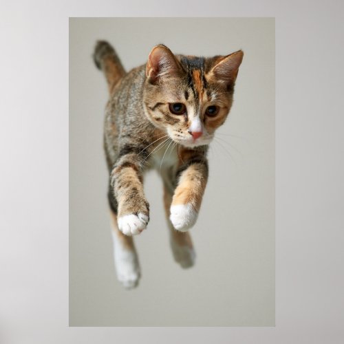 Calico Cat Jumping Poster
