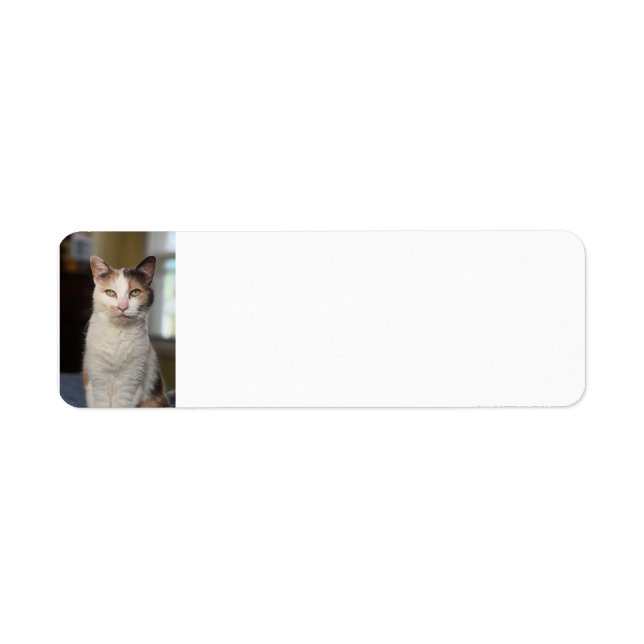 Calico cat label (Front)