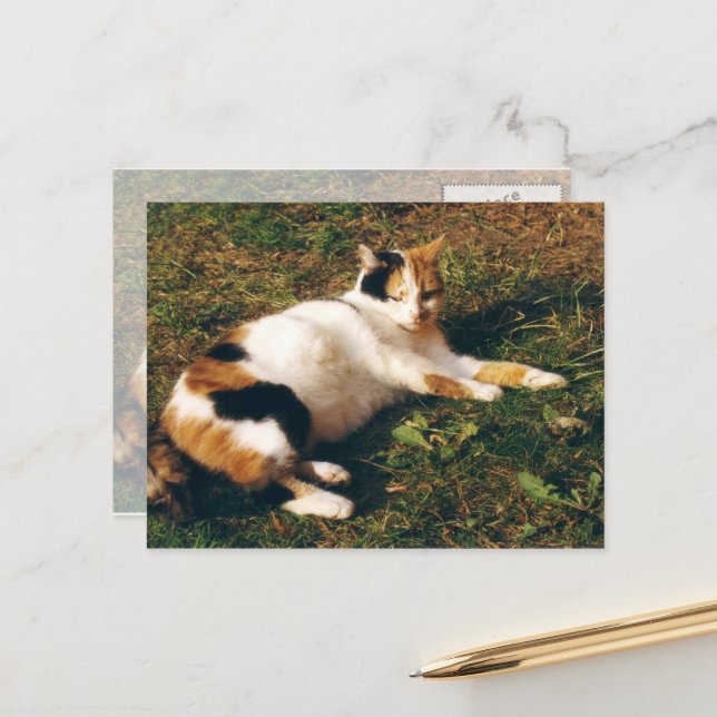 Calico cat lying on the grass postcard (Front/Back In Situ)