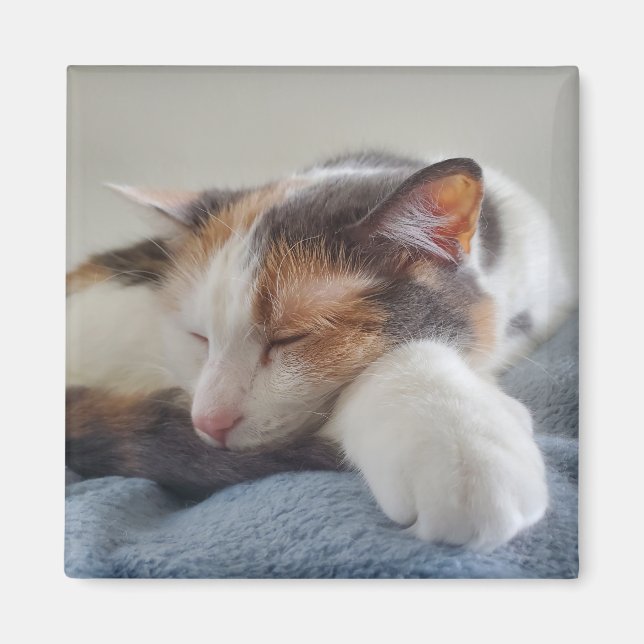 Calico cat magnet (Front)