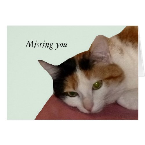 Calico Cat Missing You