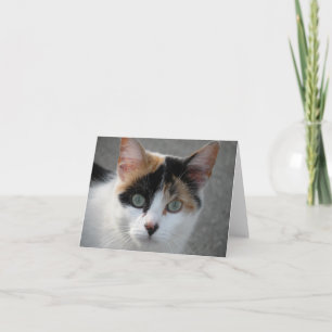 Calico cat note card