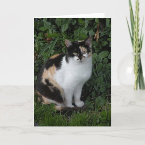 Calico cat note card