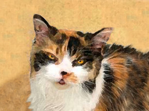 Calico Cat With Interesting Gps >> Calico Cat Doormats Welcome Mats Zazzle Calico Cat With Interesting Gps >> Calico Cat Doormats Welcome Mats Zazzle
