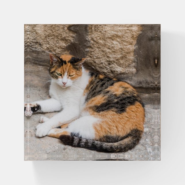 Calico cat paperweight (Front)