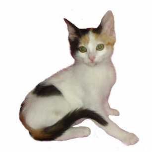 Calico Cat Photo Sculpture