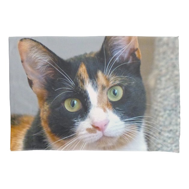 calico cat pillow pet