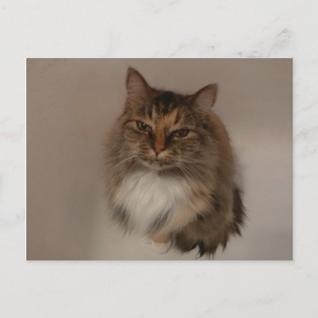 Calico Cat post card (Front)