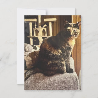 Calico Cat Postcard