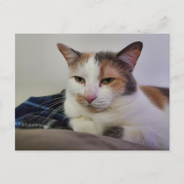 Calico Cat Postcard (Front)