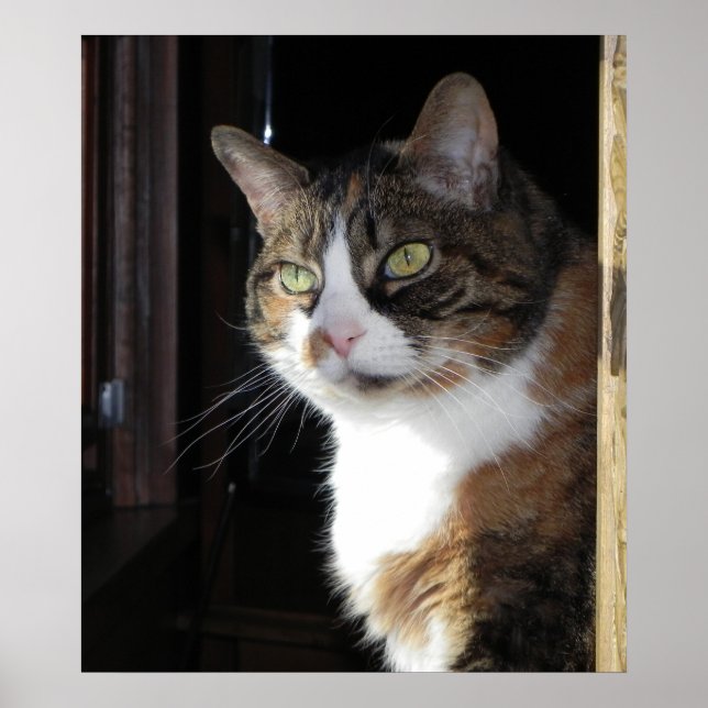 Calico Cat Poster (Front)