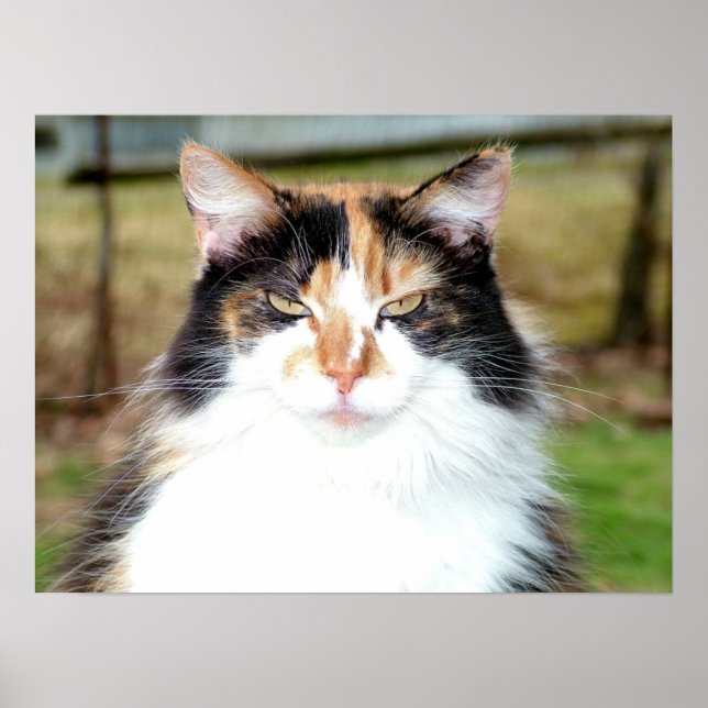 Calico Cat Poster (Front)
