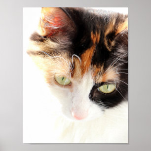 Calico Cat Poster