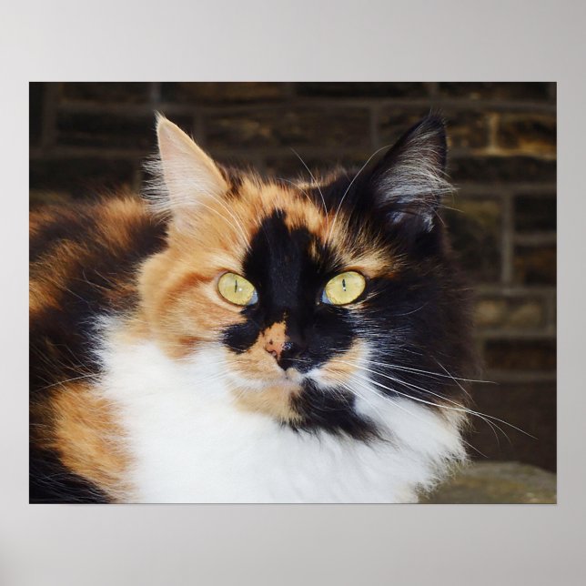 Calico cat Poster (Front)