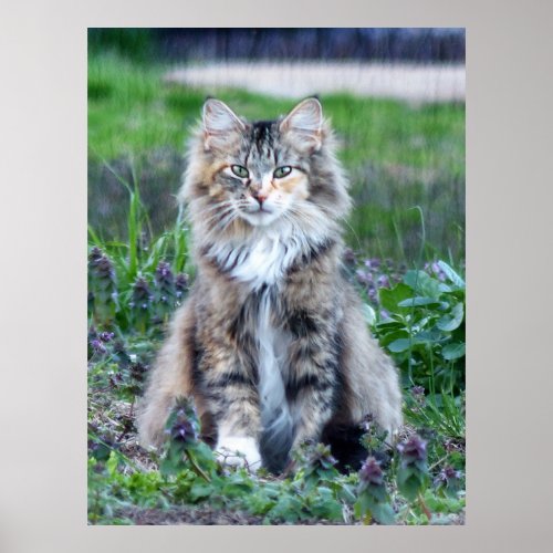 Calico Cat  Poster