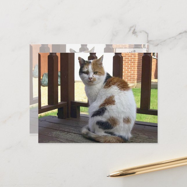 Calico cat sat on decking outdoor postcard (Front/Back In Situ)