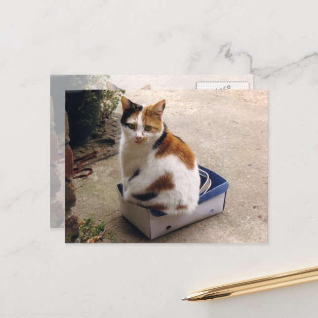 Calico cat sitting in a box postcard (Front/Back In Situ)