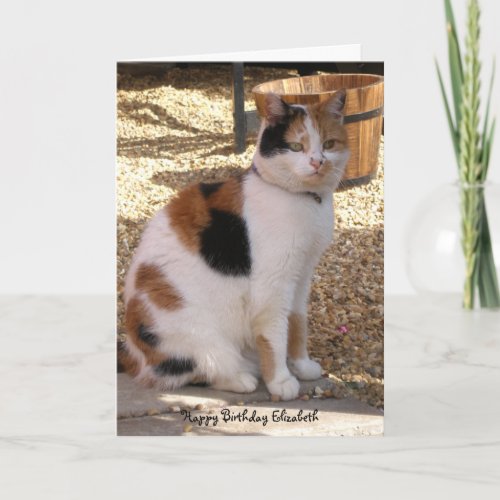 Calico cat sitting in the garden  Birthday Card
