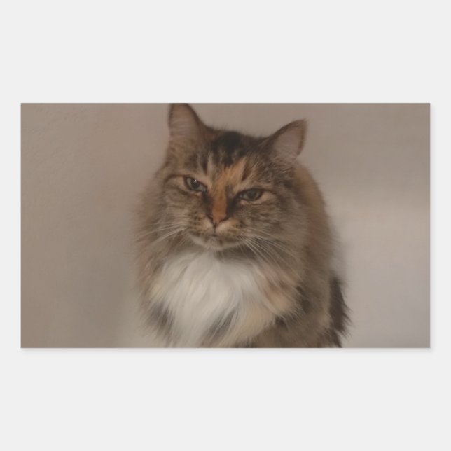 Calico Cat Stickers (Front)