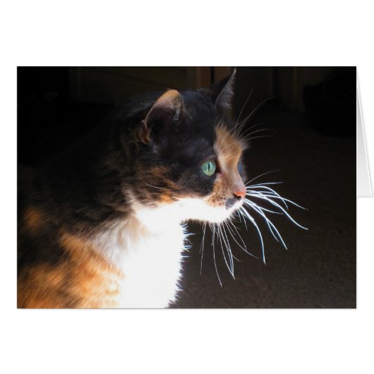Calico Cat Whiskers Cards (Front Horizontal)