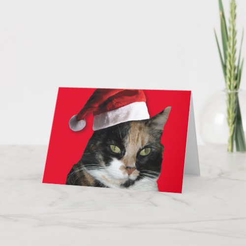 Calico Cat with a Santa Claus Hat Holiday Card