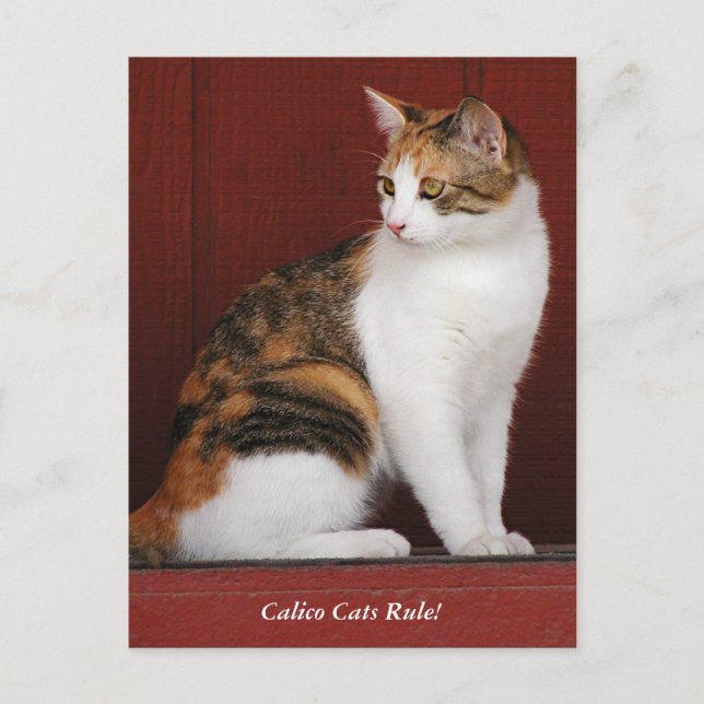 Calico Cats Rule! Post Card (Front)