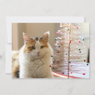 Calico coat bullying by her mini Christmas tree Holiday Card