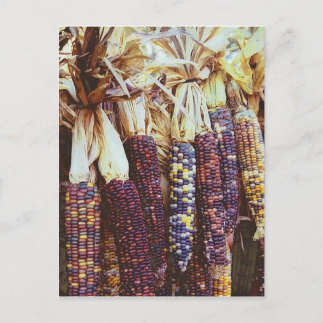 Calico Corn Postcard (Front)