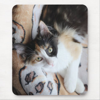 Calico Cricket Kitty Mouse Pad