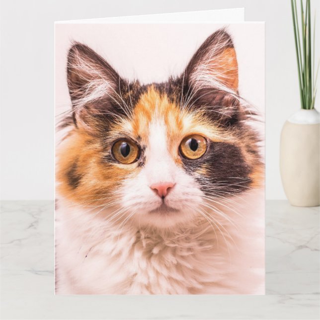 CALICO CUTE CAT BIRTHDAY GREETING CARD (Front)