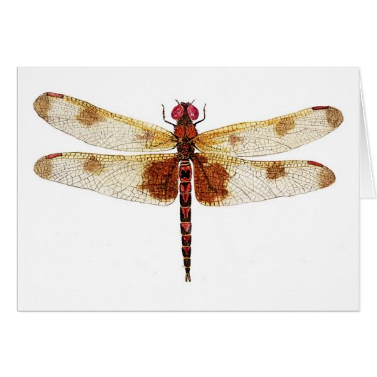 Calico Dragonfly Cards (Front Horizontal)