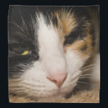 Calico Face Bandana<br><div class="desc">Macy, a young, full blooded Calico cat has climbed under a rug thinking she is hiding, to play. Did you know that only the female Calico's have all 3 colors (brown, black and White)? Male Calico's only have black and white. Looking for more prints or products? Feel free to visit...</div>