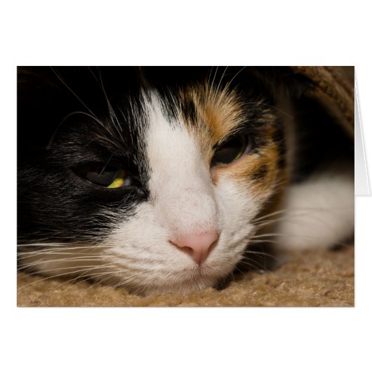 Calico Face Cards (Front Horizontal)