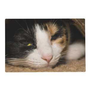 Calico Face Placemat
