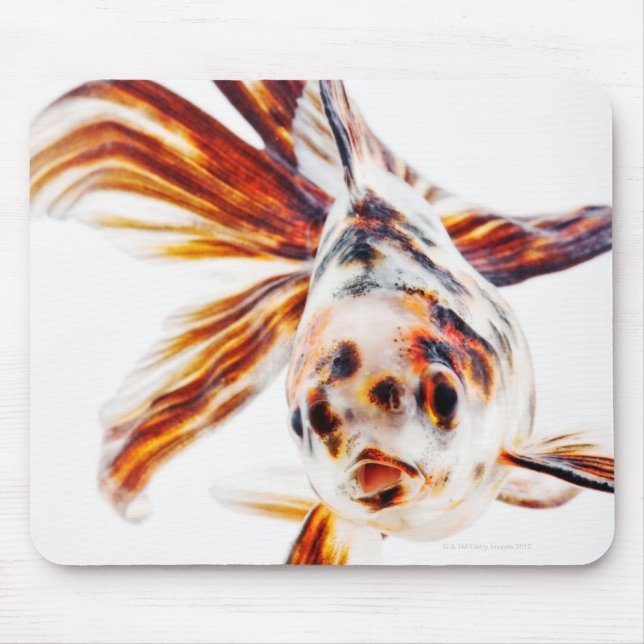 Calico Fantail Comet goldfish (Carassius Mouse Pad (Front)