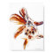 Calico Fantail Comet goldfish (Carassius