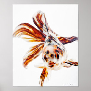 Calico Fantail Comet goldfish (Carassius Poster