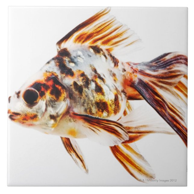 Calico Fantail Comet goldfish Ceramic Tile (Front)