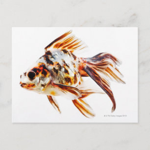 Calico Fantail Comet goldfish Postcard