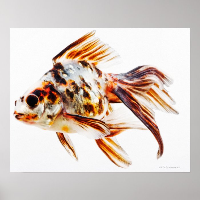 Calico Fantail Comet goldfish Poster